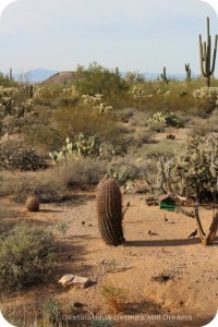 Desert Plant Walk in Usery Mountain Park