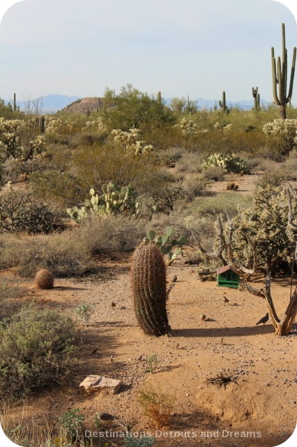 Desert Plant Walk in Usery Mountain Park