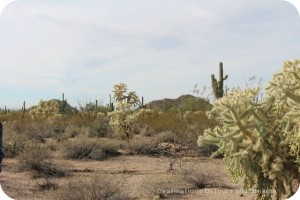 Desert Plant Walk at Usery Mountain Park