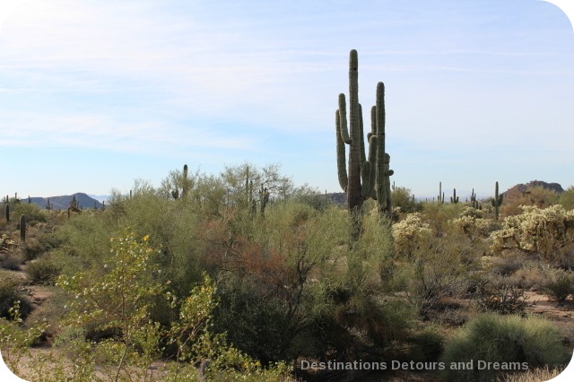 Desert Plant Walk at Usery Mountain Park