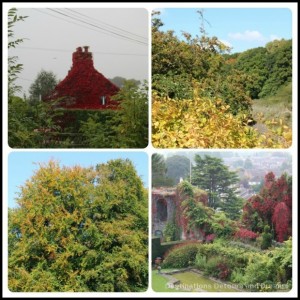 Autumn foliage inWales