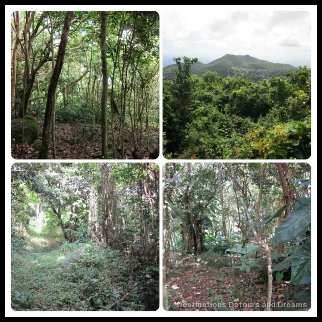 Nevis mountain trails