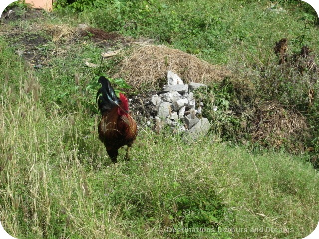 Roosters in Charletown's back allies, Nevis