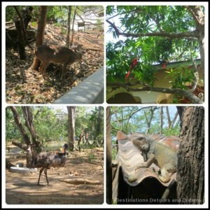 Playita animals