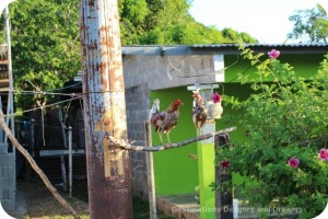 Chickens in Pedasi