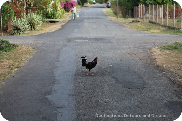 Chicken in Pedasi road