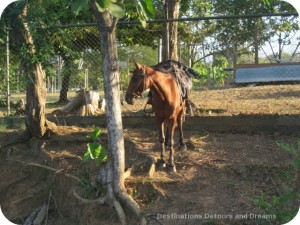 Pedasi, Panama