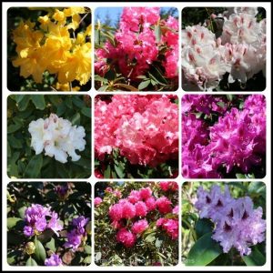 Rhododendrons at Mendocino Coast Botanical Gardens