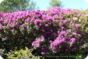 Mendocino Coast Botanical Gardens