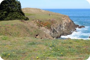 Mendocino Coast Botanical Garden