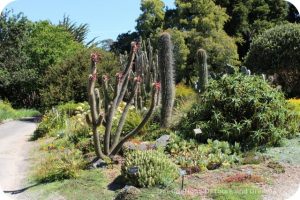 Mendocino Coast Botanical Garden Desert Garden