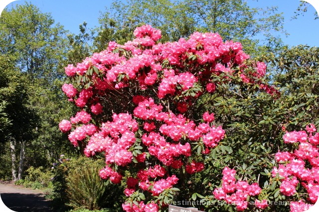 Rhododendrons at Mendocino Coast Botanical Gardens