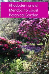 Mendocino Coast Botanical Garden in Fort Bragg, California - rhododendrons bloom in spring time