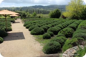 Lavender garden at Matanzas Creek Winery