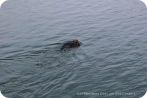 Sea otters in Morro Bay