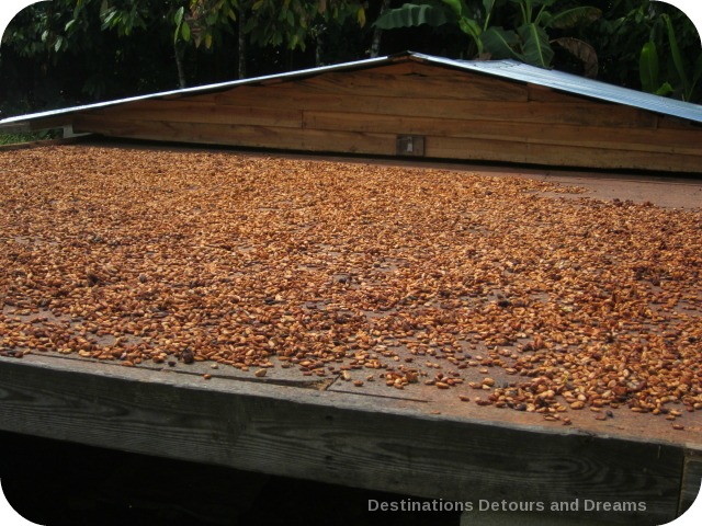 Fermented cacao beans drying in the sun