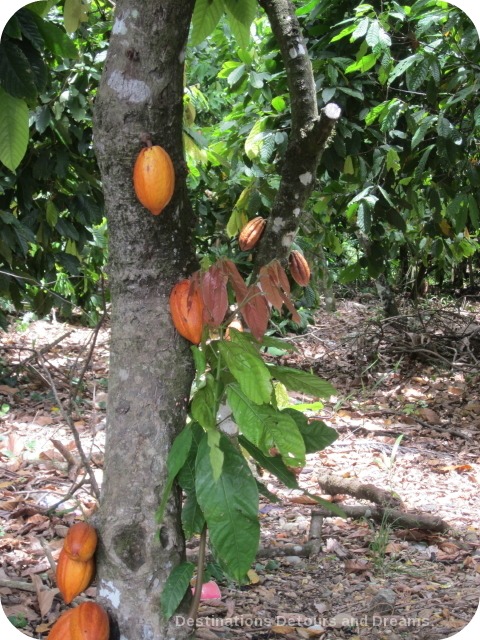 Cacao tree with pods 