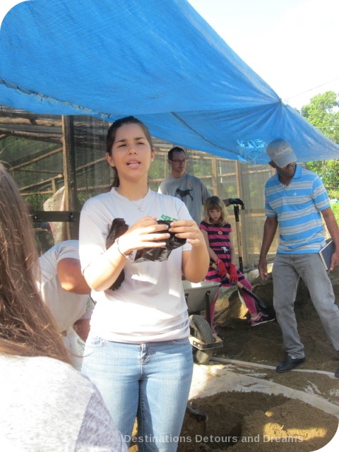 Making a Difference in the Dominican Republic: planting cacao