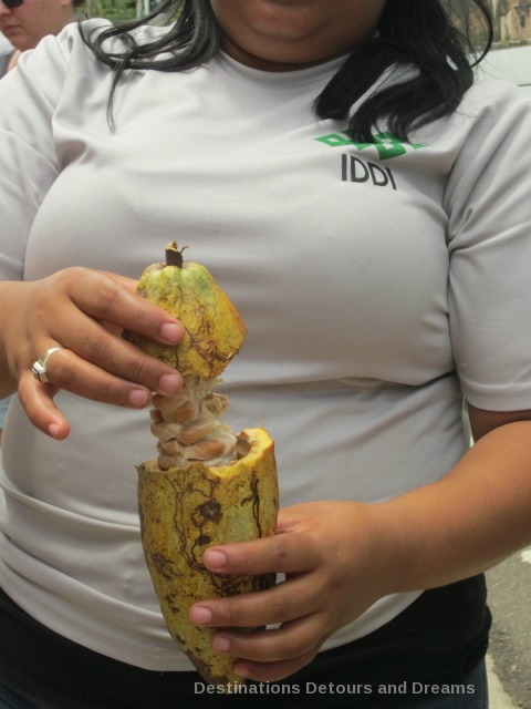 Making a Difference in the Dominican Republic: Inside the cacao pod