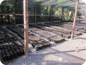 Making an Impact in the Dominican Republic: cacao plantings