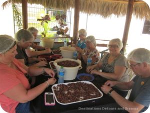 Sorting cacao beans