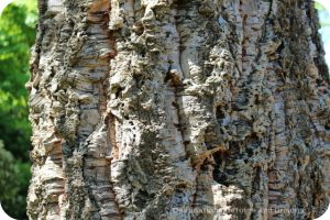 Bark of the cork oak tree