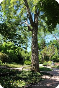 Cork oak tree in garden at Ferrari-Carano Vineyards and Winery Villa Fiore location in Dry Creek Valley