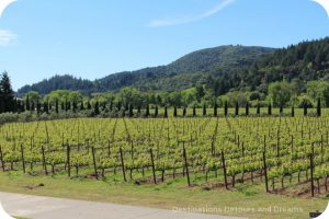Vineyard at Ferrari-Carano in Dry Creek Valley, California
