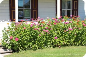 Zinnias in front of Friesen Housebarn, Neubergthal