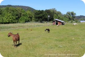 Animals at Truett Hurst winery in Dry Creek Valley