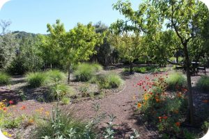 Wine in the Garden: Rustic Beauty in Dry Creek Valley