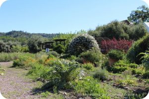 Wine in the Garden: Rustic Beauty in Dry Creek Valley