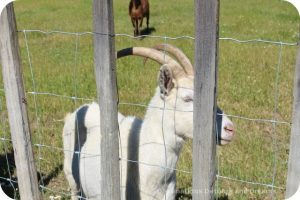 Goat at Truett Hurst winery