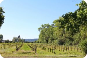 Wine in the Garden. Rustic beauty. Vineyards at Truett Hurst.