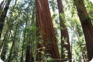 Walk and Drive Through Towering Redwoods