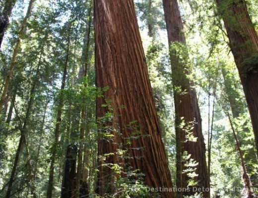 Walk and Drive Through Towering Redwoods