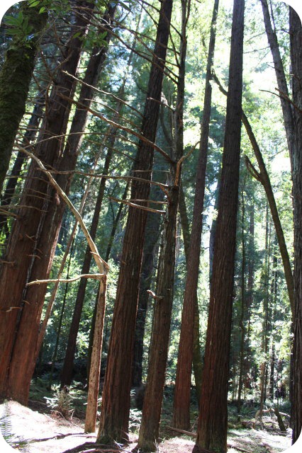 California Redwood trees