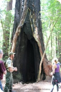 Burnt-out portion of a redwood tree in Hendy Woods State Park, California