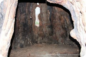 Chimney Tree, Avenue of the Giants, California