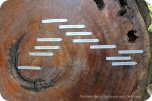 Date tags on tree at Humboldt Redwoods State Park Visitor Center