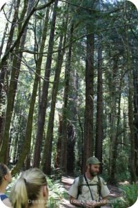 Starting guided tour of Hendy Woods State Park, California