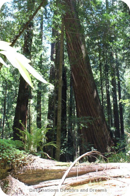 Redwoods in Hendy Woods State Park, California