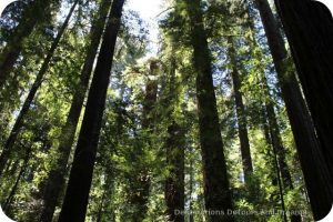 Redwoods in Hendy Woods State Park, California