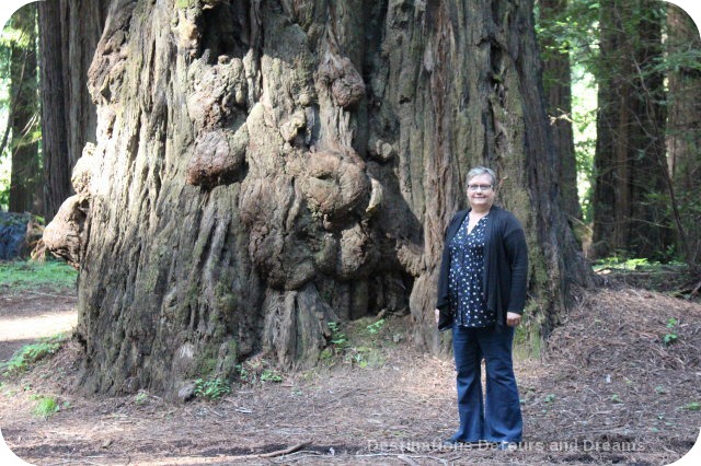 Avenue of the Giants redwood