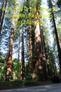 Walk and Drive Through Towering Redwoods in California