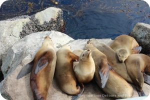 A Day In Monterey: Sea Lions