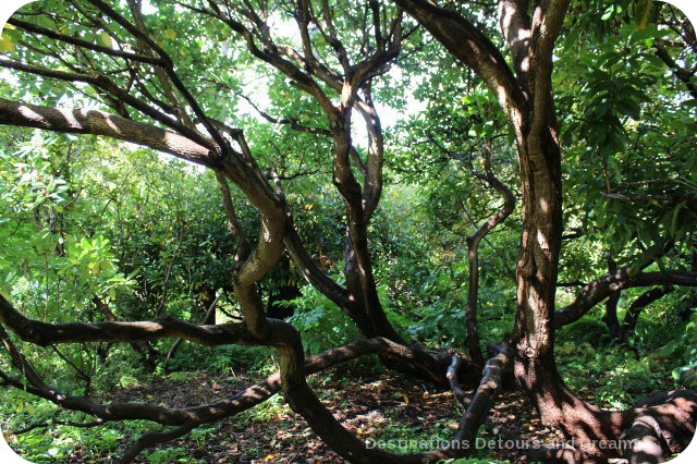 Woodlands at Abkhazi Garden: The Garden That Love Built