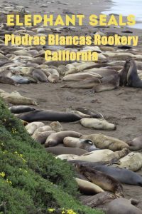 Viewing northern elephant seals at Piedras Blancas rookery along California's central coast #elephantseal #California #rookery #PiedrasBlancas