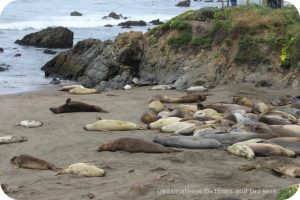 Elephant seals at Piedras Blancas