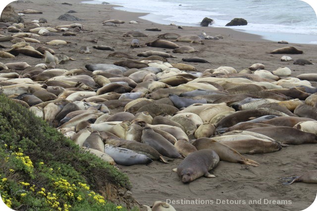 Elephant Seals at Piedras Blancas